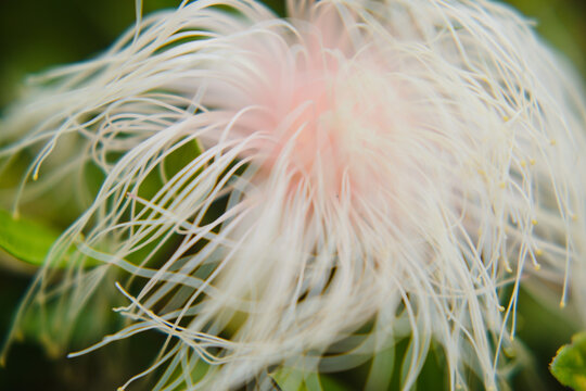Photo of flowers macro shooting