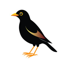 mynah with white background.eps