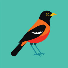 orchard oriole.eps
