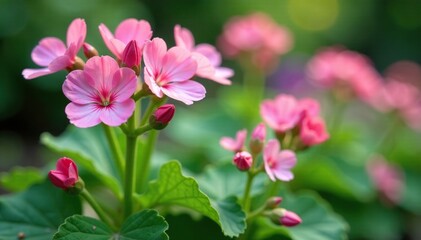 Delicate pink flowers on Geranium robertianum stems, garden decoration, foliage