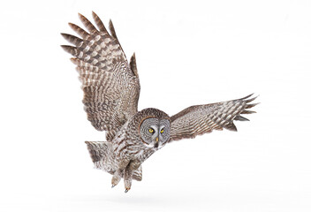 Great grey owl (Strix nebulosa) with wings spread out pounces on prey as he hunts in the winter snow in Canada