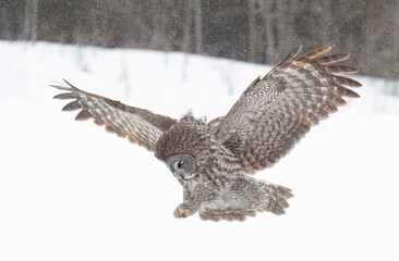 Great grey owl (Strix nebulosa) with wings spread out pounces on prey as he hunts in the winter snow in Canada