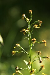 Yellow flower shining in the morning light