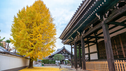 Fototapeta premium A large ginkgo tree with vibrant golden leaves stands beside a traditional Japanese temple building. Fallen leaves carpet the ground. Honpoji Temple, Kyoto, Japan. 