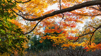 Vibrant autumn leaves in shades of red, orange, and yellow seen through tree branches at Ryoan-ji Temple. A classic Japanese autumn scene. Ryoanji Temple, Kyoto, Japan.