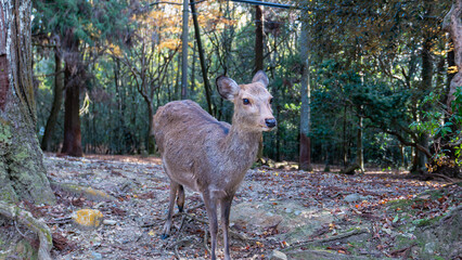 A young sika deer stands amidst fallen leaves and trees in a dappled forest setting, looking directly at the viewer. The deer's coat is a mix of brown and grey. Kasuga Taisha Shrine, Nara, Japan.