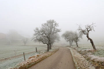 Foggy winter morning. Landscape with trees
