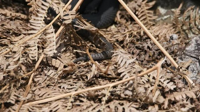 Filmmaterial einer Kreuzotter Schlange auf Boden im Gras mit Laub und Bl&auml;tter im Wald bei Sonnenschein im Sommer, Deutschland