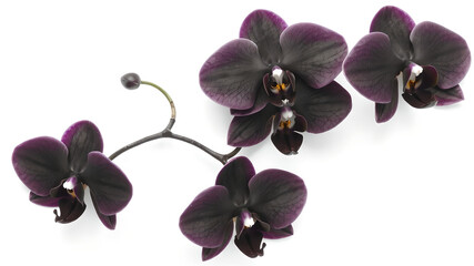 black orchid on a light gray background