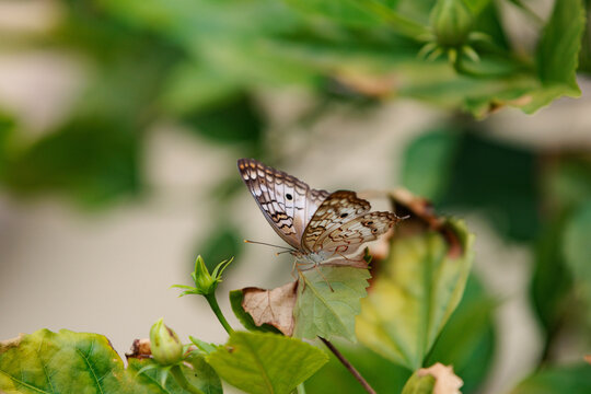Borboleta
