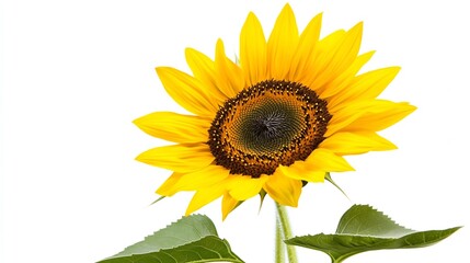 Fototapeta premium Bright Yellow Sunflower Isolated on White Background