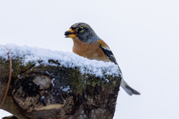 Männlicher Bergfink (fringilla montifringilla) am Futterplatz