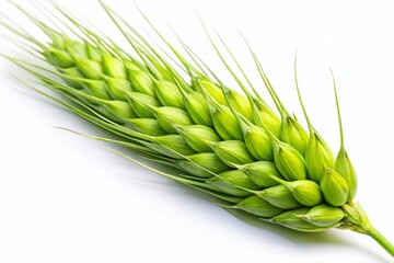 Single Green Wheat Ear Isolated on White Background - High-Resolution Stock Photo