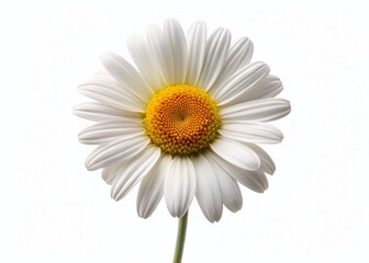 Naklejka premium Single White Daisy Flower Isolated on White Background - Perfect for Minimalist Designs & Floral Decorations