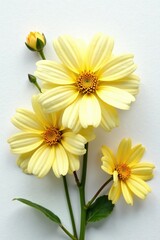 Obraz premium Yellow senecio bloom on white surface with beautiful flowers, beautiful, flowers