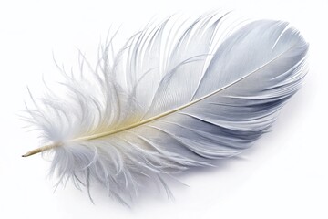 Obraz premium Single White Feather Isolated on Pure White Background - High Resolution Stock Photo