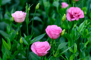 Blooming Lisianthus Flowers on a green leaf background in the garden.