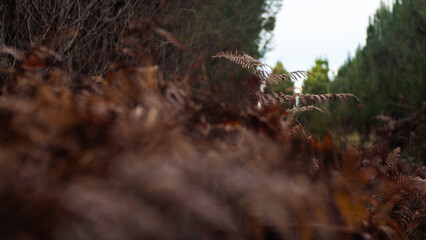 Vue rapprochée de feuilles de fougère rouges