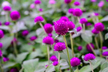 Globe amaranth or Gomphrena globosa flower blooming in the garden.