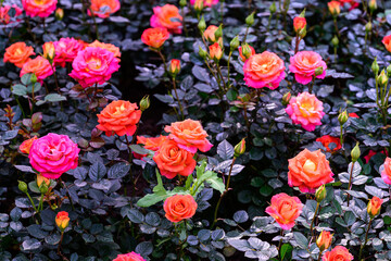 Spray Rose Lovely flowers blooming in the garden, in Thailand.