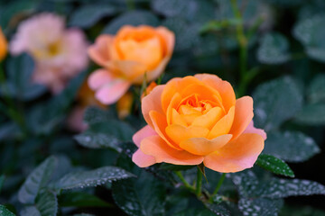 Spray Rose Lovely flowers blooming in the garden, in Thailand.