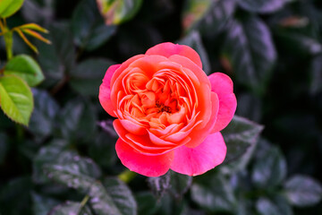 Spray Rose Lovely flowers blooming in the garden, in Thailand.
