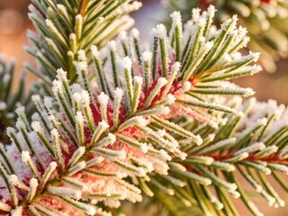 Obraz premium A close-up view of frost-covered pine branches, showcasing intricate icy details and a soft, wintry atmosphere with a pale, serene color palette.
