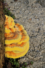 the common sulfur porling, a bright yellow tree fungus