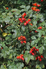 Ripe bright red rosehip fruits with green leaves around them