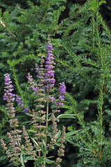 Several purple cones of monk's pepper on a German meadow