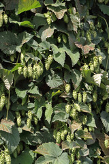 a flowering hop plant from the hemp family, photographed outdoors