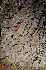 A close-up of the bark of a pine tree