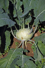 Single tuber of a kohlrabi photographed in the field