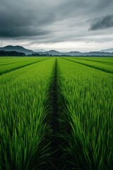 Fototapeta premium Lush green rice field under a cloudy sky in rural landscape