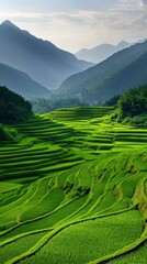 Obraz premium Lush green terraced rice fields against mountainous backdrop in golden hour