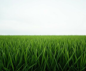 Lush green grass field stretches under a clear sky at midday