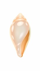 Fototapeta premium Transparent Shell Illustration