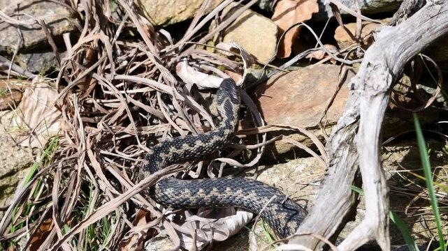 Filmmaterial einer Kreuzotter Schlange auf Boden im Gras mit Laub und Bl&auml;tter im Wald bei Sonnenschein im Sommer, Deutschland