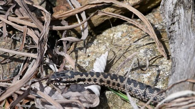 Filmmaterial einer Kreuzotter Schlange auf Boden im Gras mit Laub und Bl&auml;tter im Wald bei Sonnenschein im Sommer, Deutschland