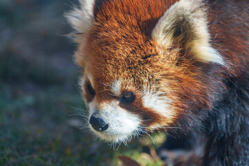 Fototapeta premium アップで捉えたレッサーパンダの表情 Close-Up of a Red Panda's Expression