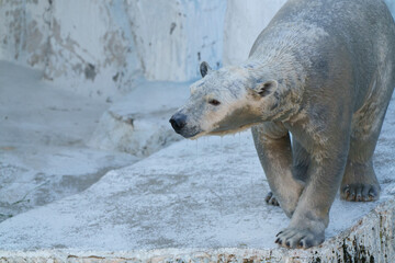 ホッキョクグマの歩く姿
Walking Polar Bear