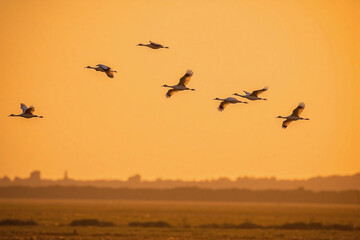 Obraz premium flock of birds in flight golden hued landscape at sunset