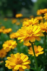 Obraz premium Golden petals of calendula flowers in a garden landscape, yellow, marigold, botany