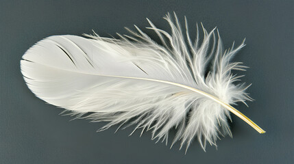 Obraz premium Feather is shown in a close up on a grey background
