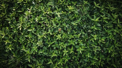 Green leaves of plants on the background of nature. Ideal for design materials about ecology, gardening and healthy lifestyle, as well as for creating backgrounds in design projects.