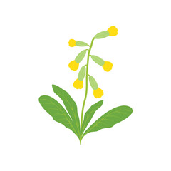 Flower cowslip primrose illustration isolated on white background. Primula veris flower herb vector.