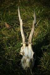 antlers in the woods