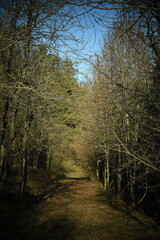 path in the forest