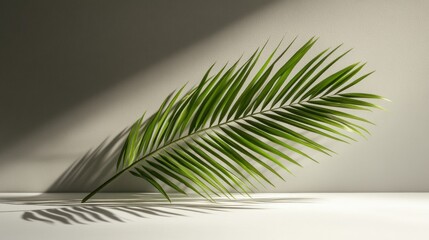 Fototapeta premium Side view of green tropical palm leaves on an empty white table with sharp sunlight and shadows. 