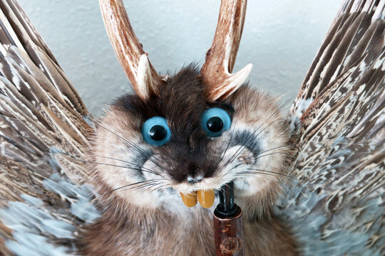 Wolpertinger alias Raurackel, ein Fabelwesen aus Bayern und &Ouml;sterreich - mysterious creature from Bavaria and Austria similar to a jackalope